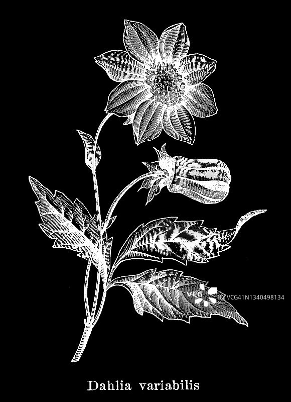 单瓣大丽花古老版画图片素材