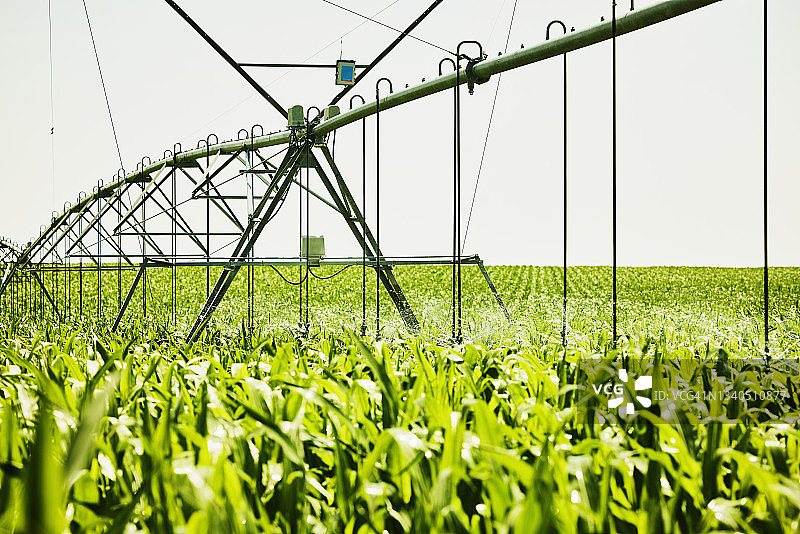 夏日清晨，农场玉米地里的灌溉系统图片素材