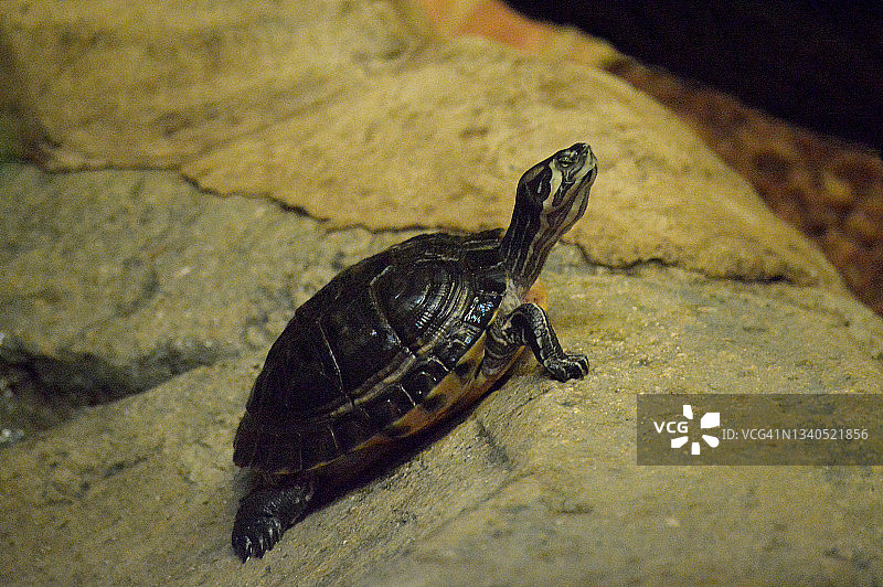 佛罗里达锦龟图片素材