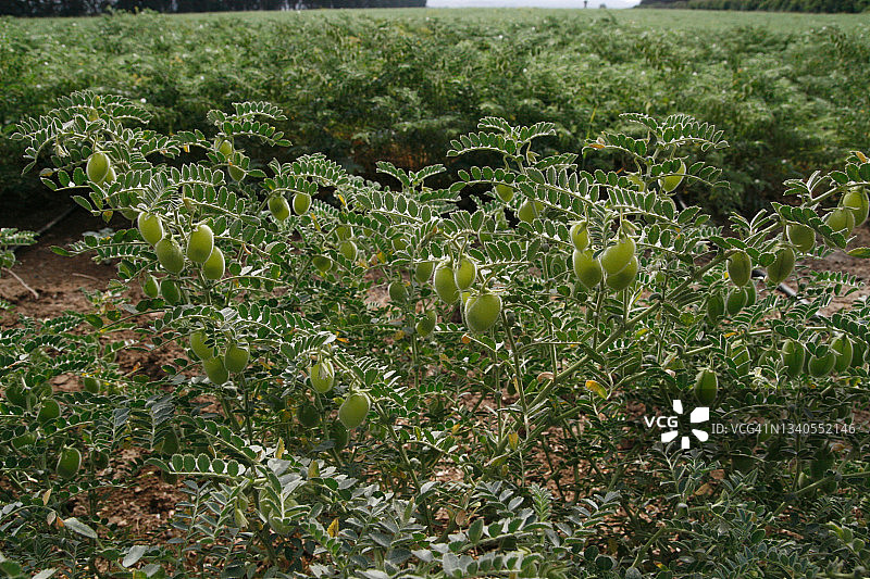 鹰嘴豆植株豆荚图片素材