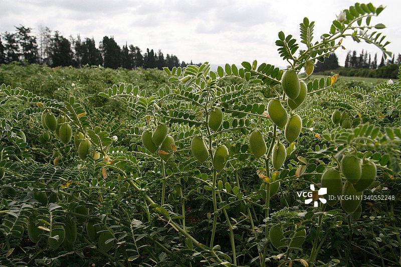 鹰嘴豆植株豆荚图片素材
