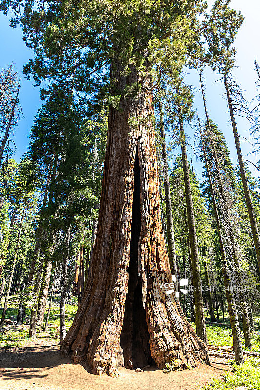 加利福尼亚州红杉国家公园图片素材