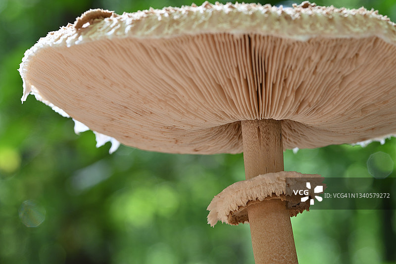 大环柄菇图片素材