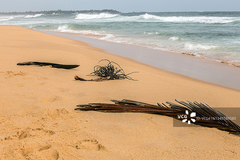 海滩上的棕榈叶图片素材