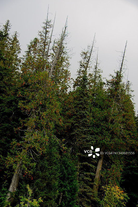 落基山脉森林图片素材