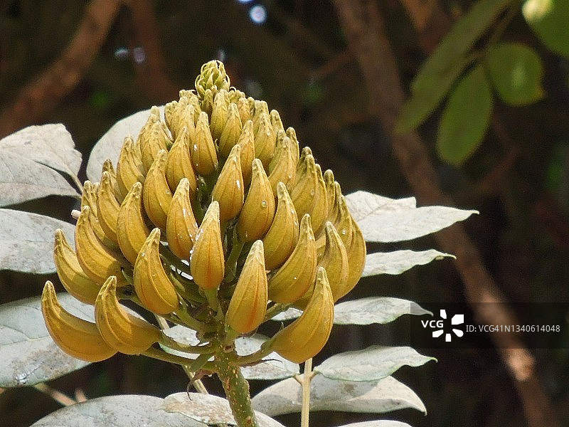 非洲郁金香树的美丽花蕾（Spathodea campanulata，紫葳科）图片素材