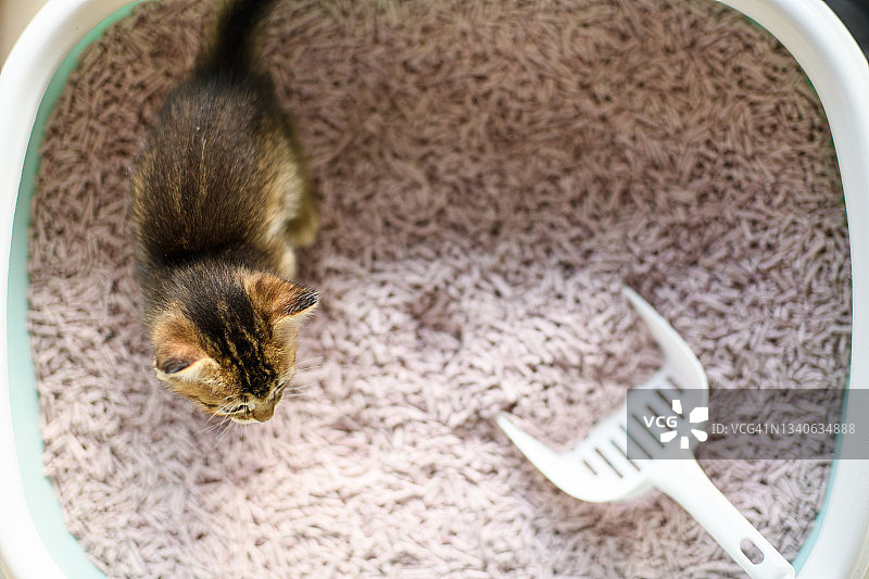 猫砂盆里的幼猫（俯视角度）图片素材