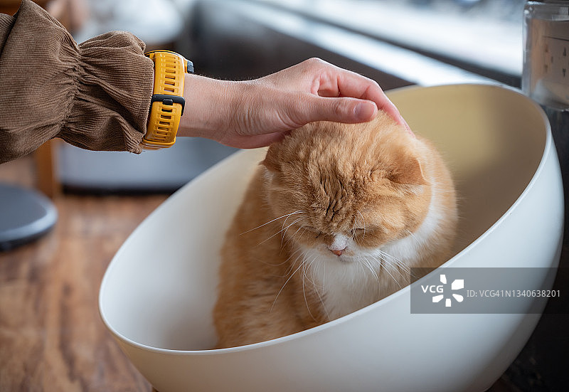 宠物主人和她的猫玩耍图片素材