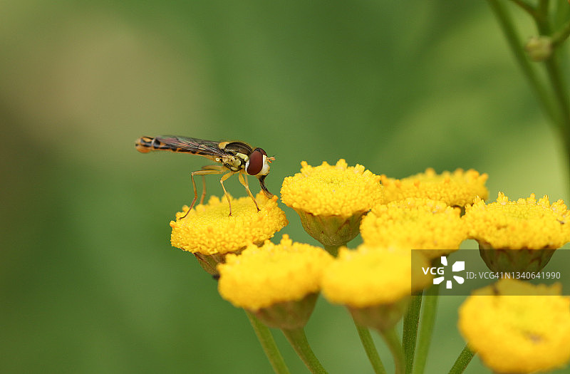 草地里一只食蚜蝇为艾菊野花授粉图片素材