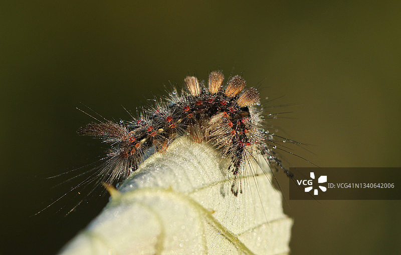 一只古铜色毒蛾毛毛虫停留在叶子上，身上布满露珠图片素材