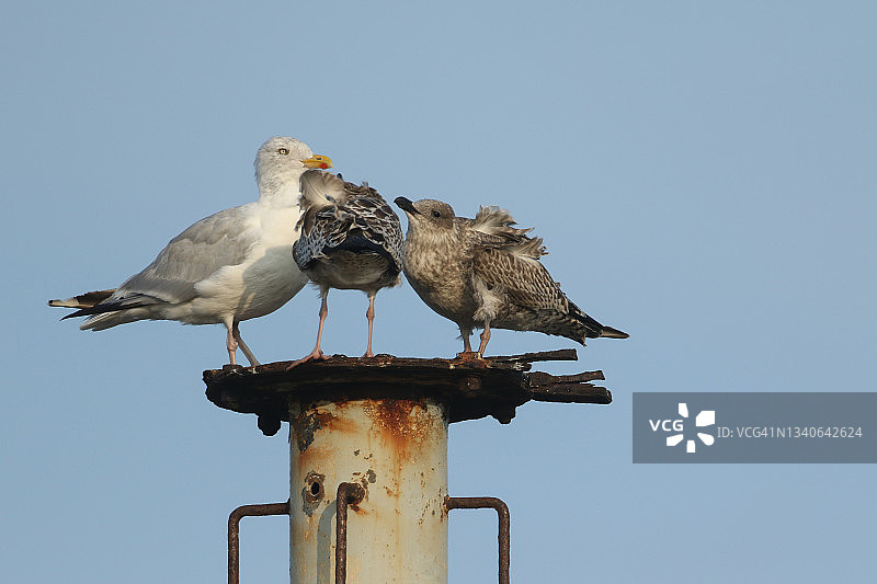 一只海鸥和它的两个幼鸟站在金属结构上，幼鸟一直在乞求食物图片素材