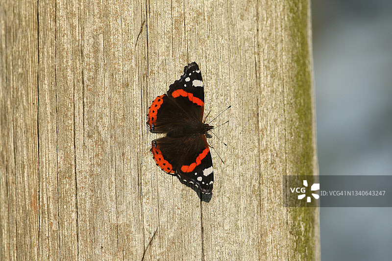 一只漂亮的红蛱蝶停留在柱子上享受清晨的阳光图片素材