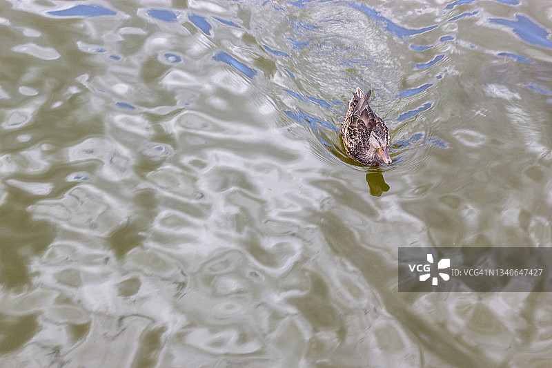 大熊鸭图片素材