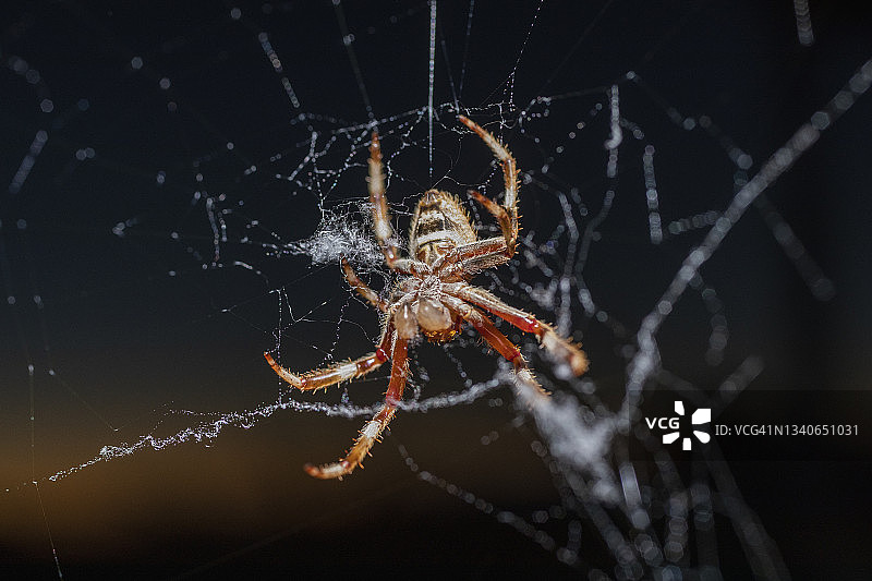 金色球体蜘蛛结网特写图片素材