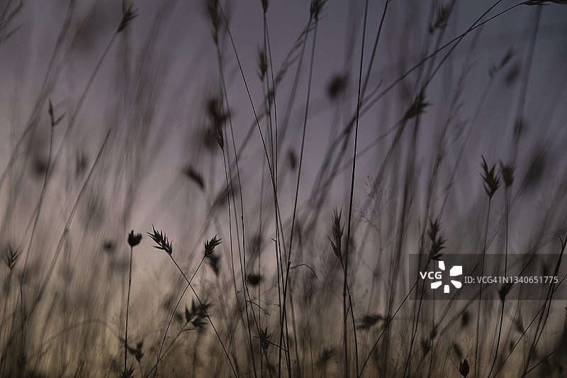 紫色天空下的高草剪影特写图片素材