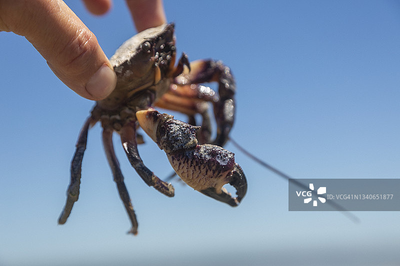 手持小螃蟹，背景是晴朗的蓝天图片素材