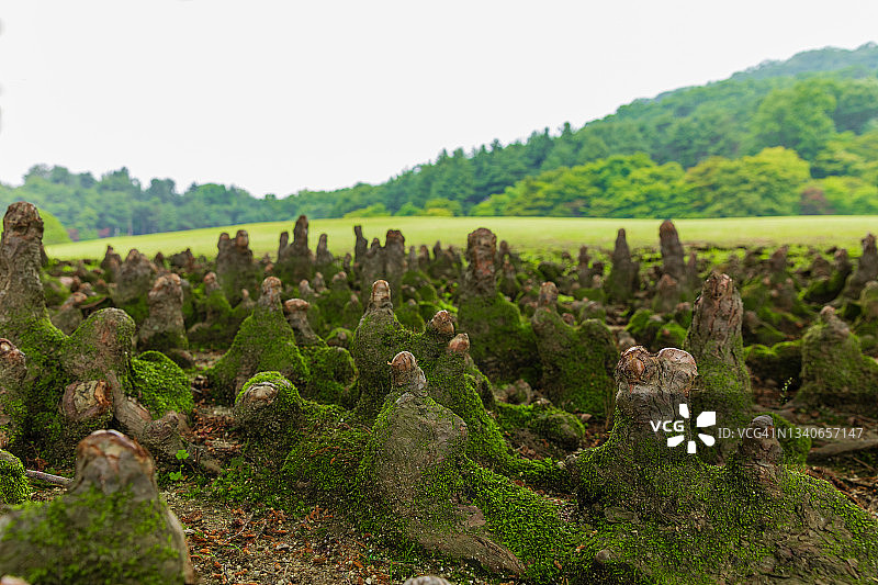 韩国清州的落羽杉图片素材