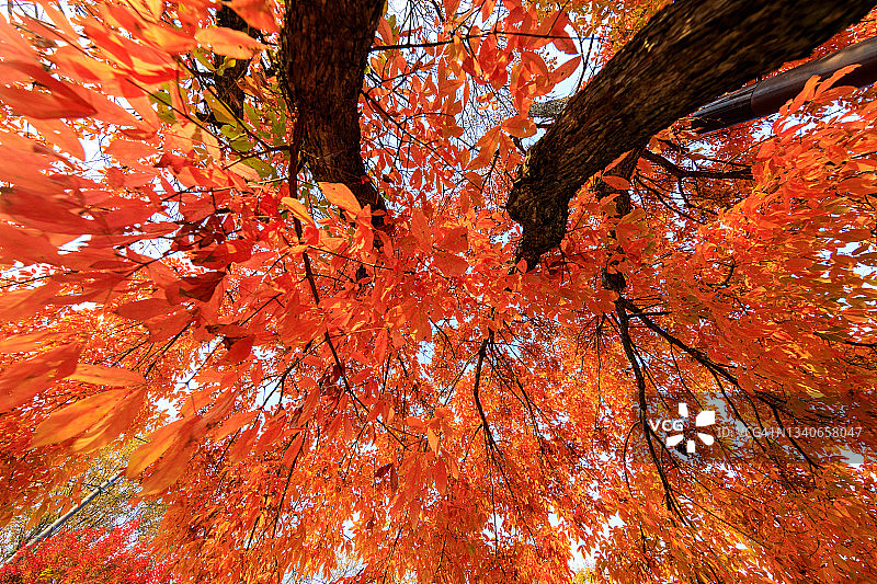 韩国俗离山秋景图片素材