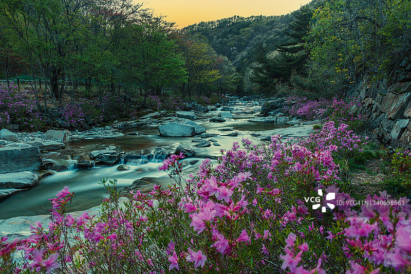 韩国居昌郡的踯躅花溪流景观图片素材