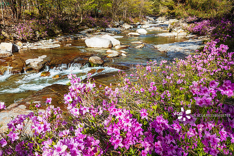 韩国居昌郡的踯躅花溪流景观图片素材