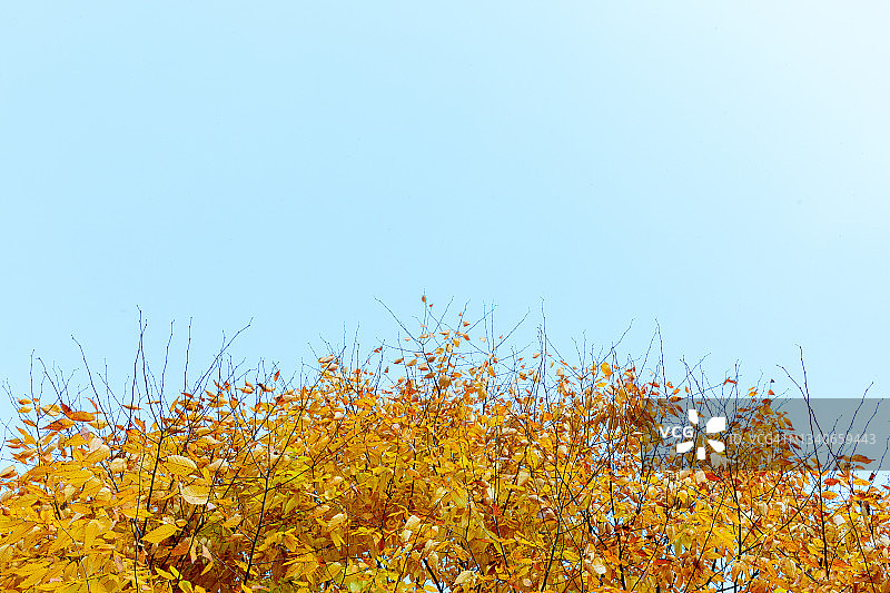 榉树的彩色树叶图片素材