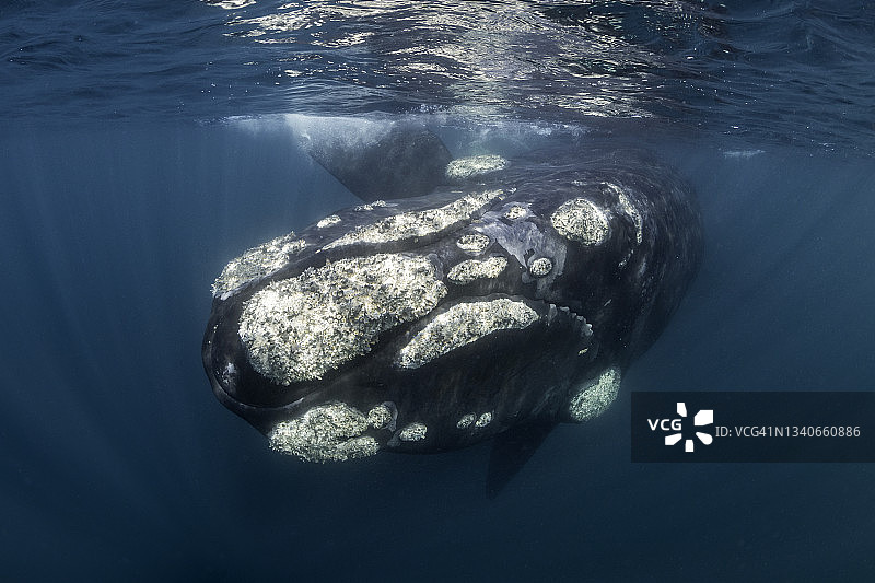 好奇的南露脊鲸幼鲸，阿根廷瓦尔德斯半岛图片素材
