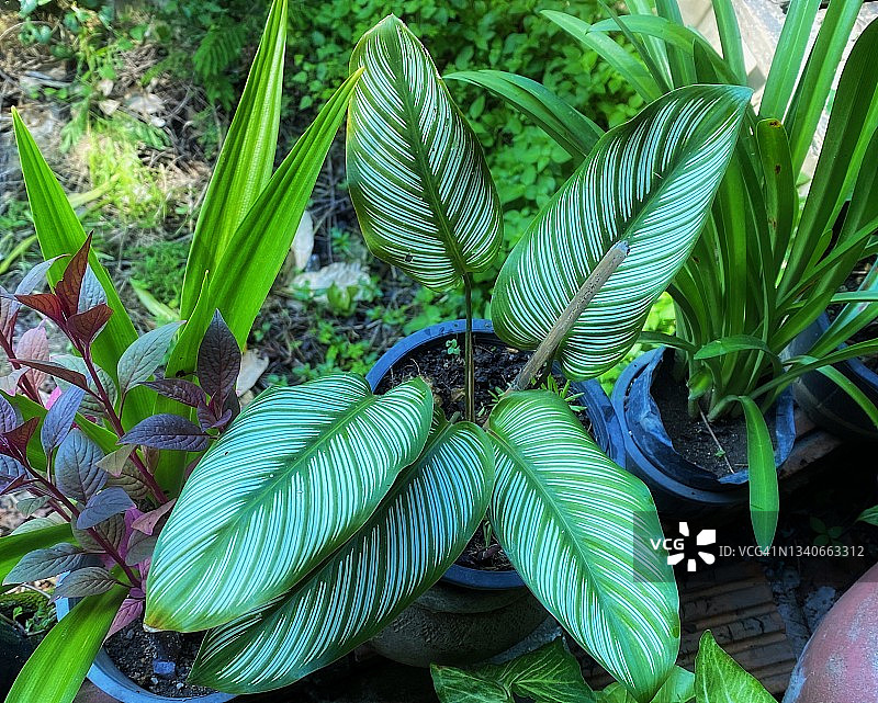 泰式花园中条纹竹芋的美丽特写图片素材