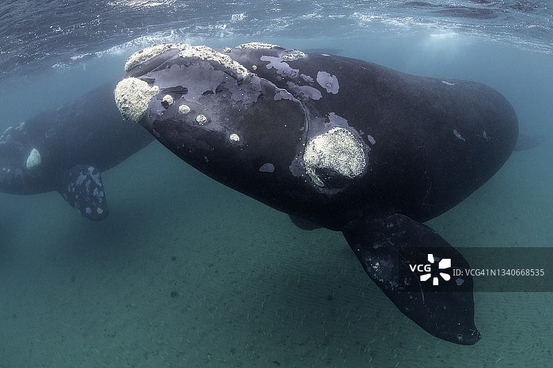阿根廷瓦尔德斯半岛的南露脊鲸特写图片素材