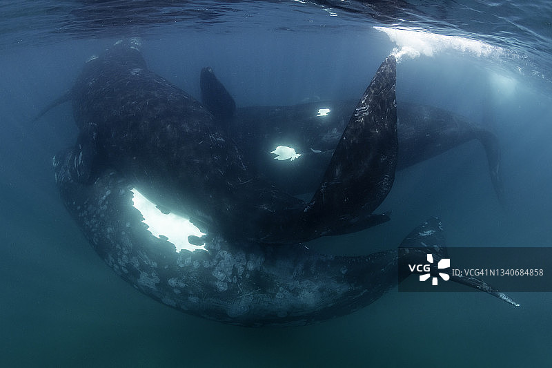 两只雄性南露脊鲸在阿根廷瓦尔德斯半岛试图与中间的雌性交配图片素材