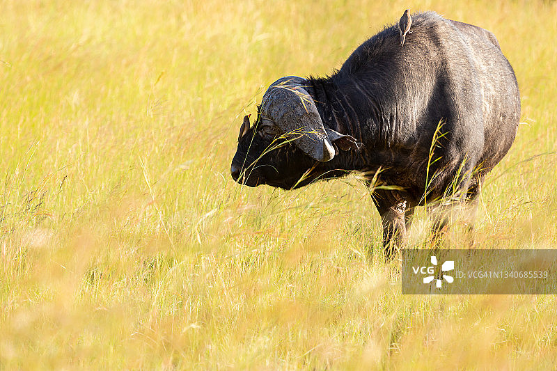 非洲水牛与红嘴牛椋鸟在野外图片素材