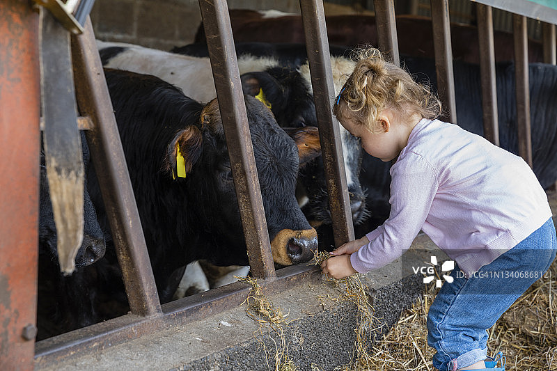 年轻女孩喂牛图片素材