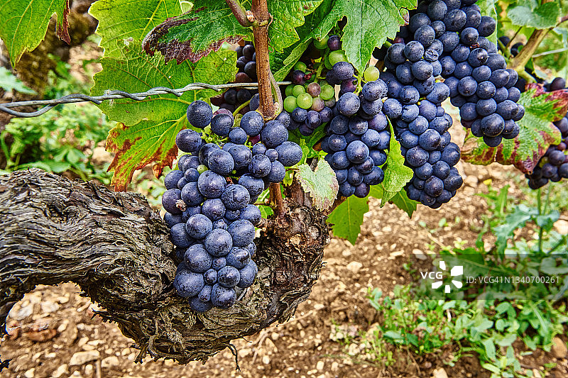 法国勃艮第葡萄园图片素材