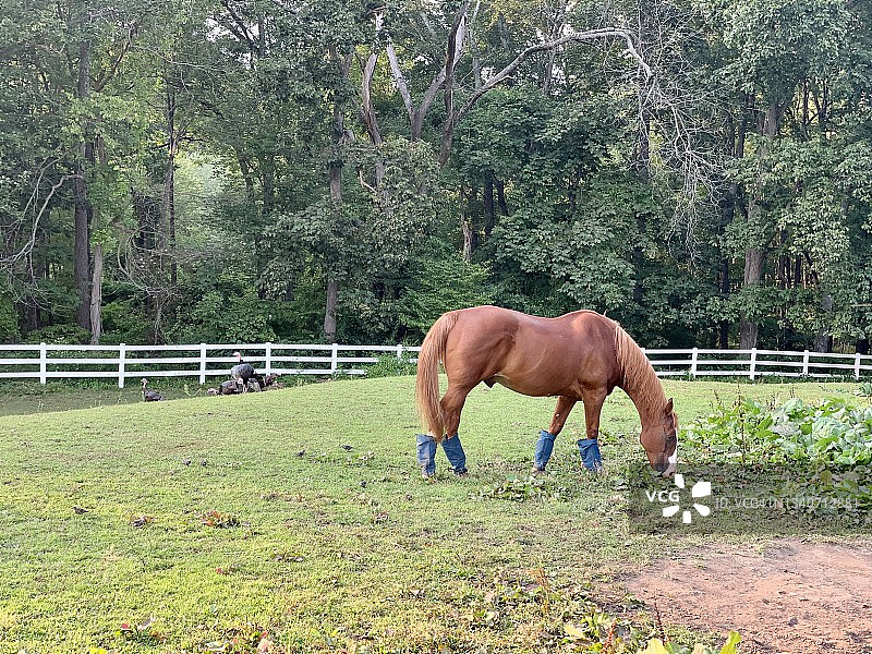 马吃草图片素材