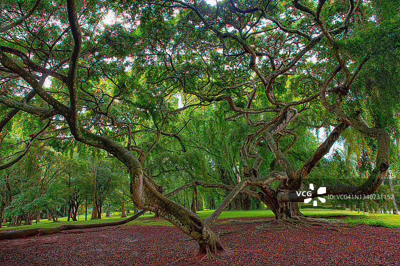 巨型榕树图片素材