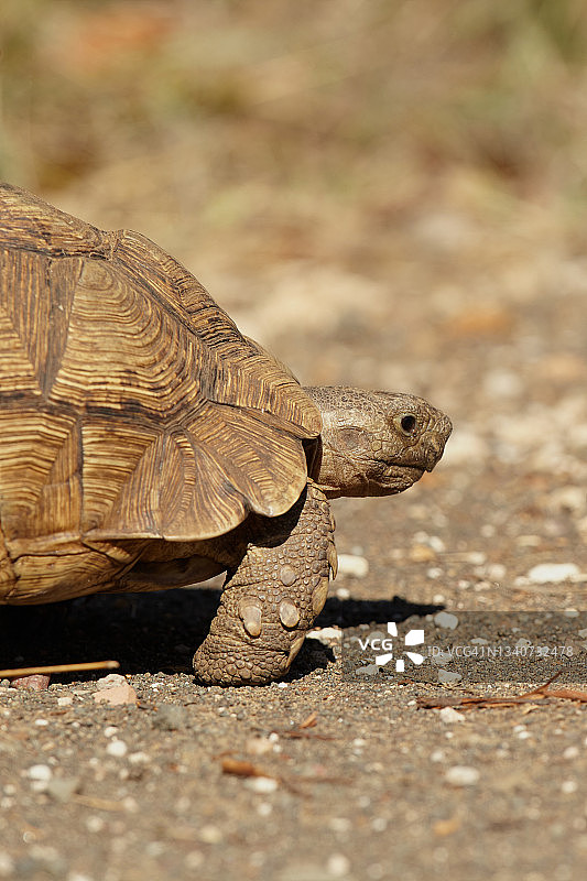 豹纹陆龟图片素材