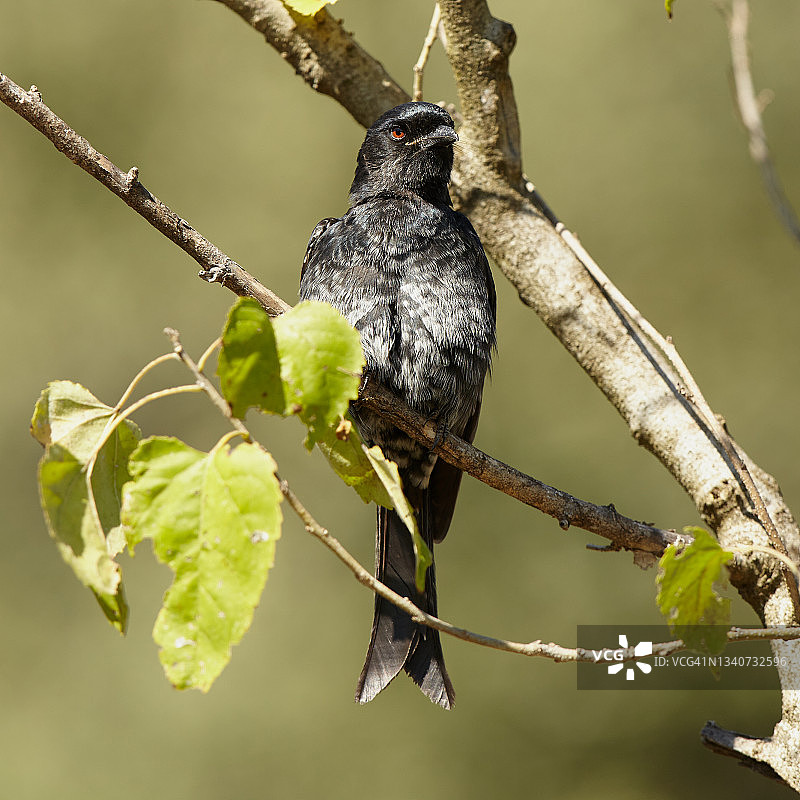 叉尾卷尾图片素材