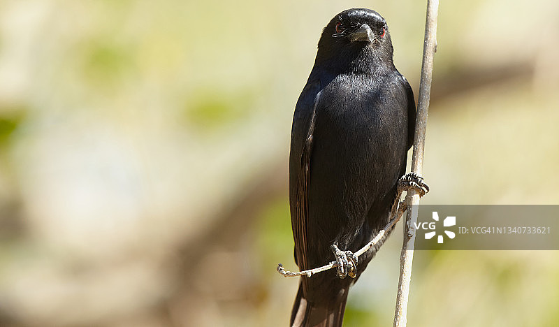 叉尾卷尾图片素材