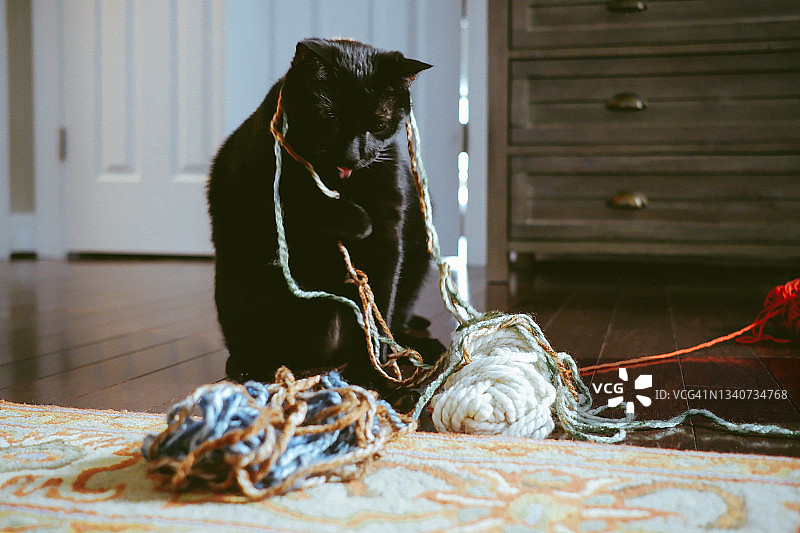 猫咪玩耍毛线图片素材