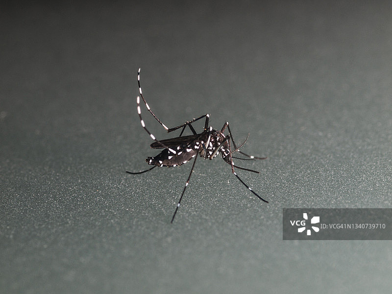 灰色背景上的白纹伊蚊（蚊子）图片素材