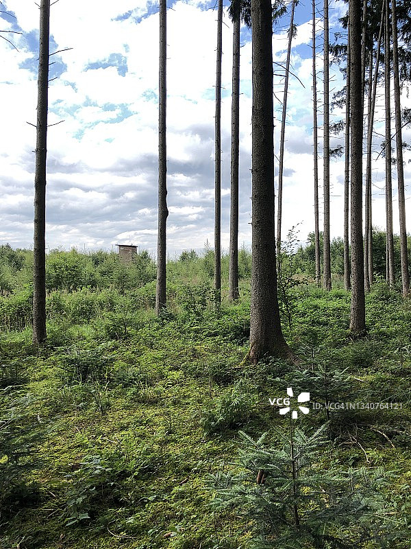 进入森林02图片素材