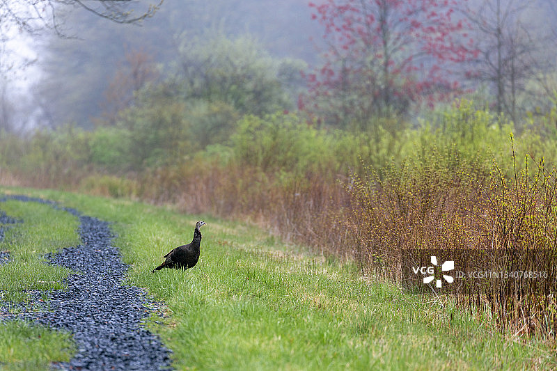 秋季过马路的火鸡图片素材