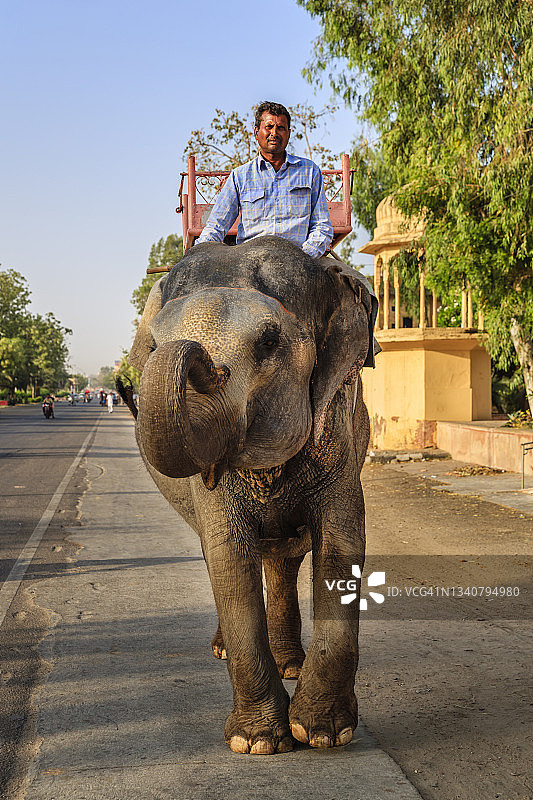 印度斋浦尔琥珀堡附近骑在大象上的印度男子（象夫）图片素材