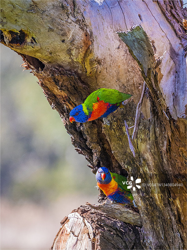 澳大利亚墨尔本布雷斯ide公园春季筑巢的彩虹鹦鹉图片素材