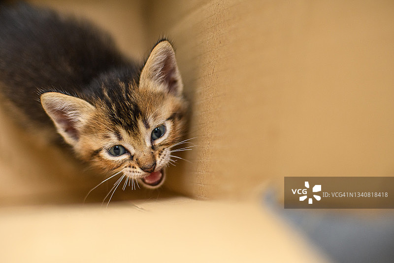 小猫在纸箱里玩耍图片素材