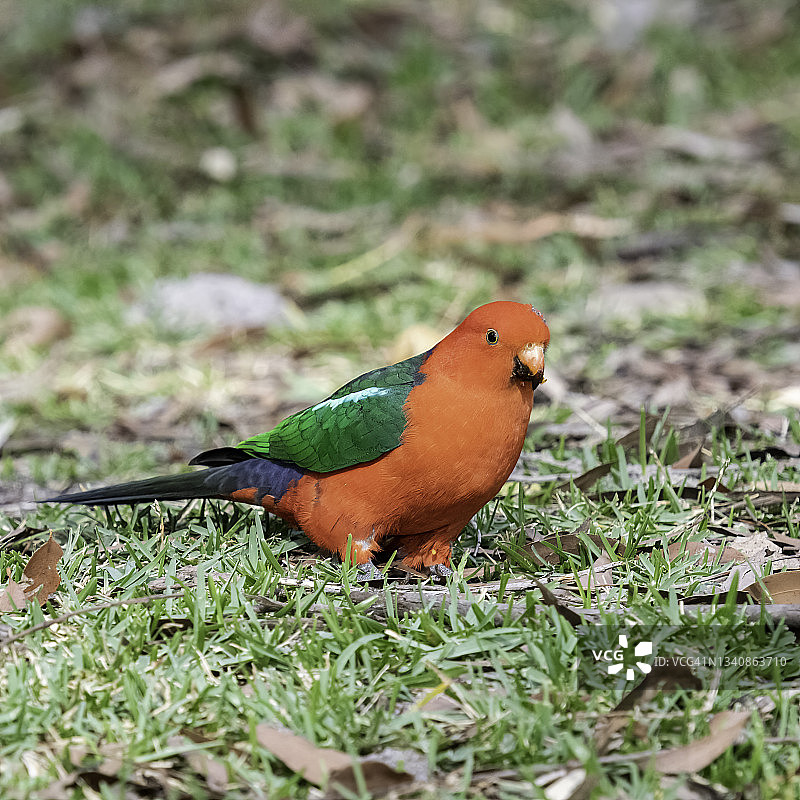 澳大利亚国王鹦鹉在博德里国家公园觅食图片素材