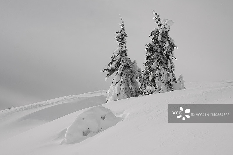 白色田野上的松树，冰雪冬季景观图片素材