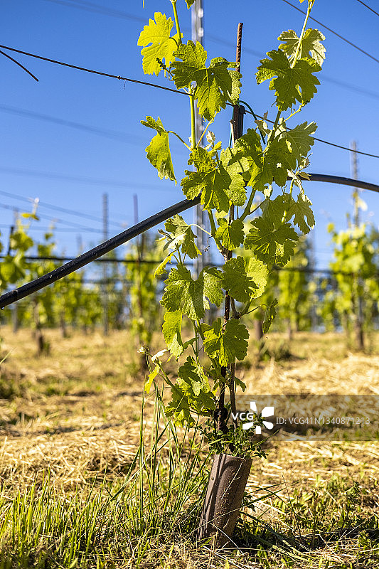 年轻的葡萄园图片素材