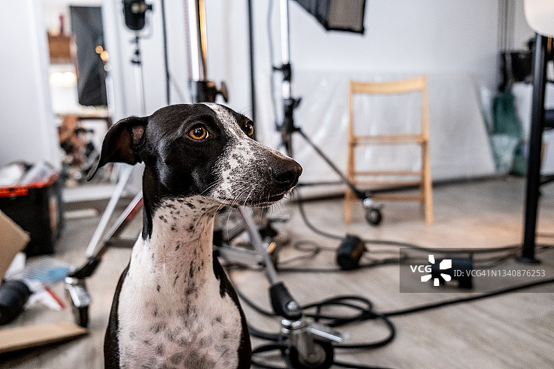 摄影棚里的意大利格力犬肖像图片素材