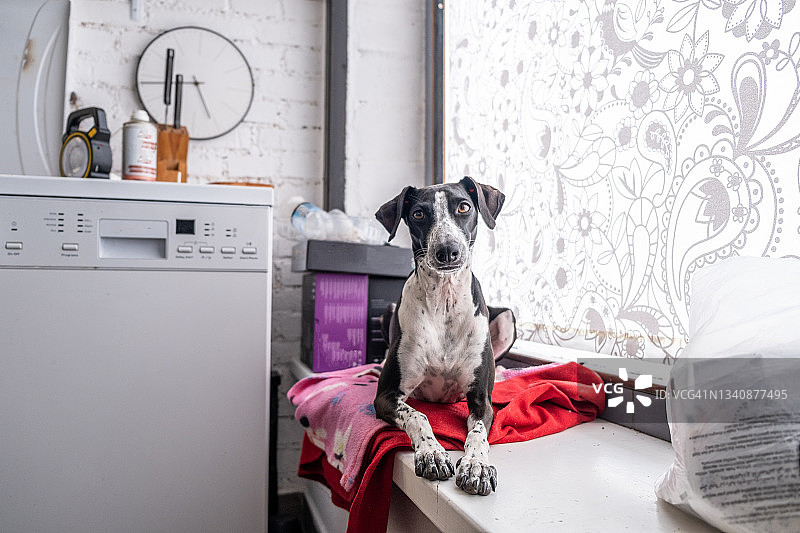 意大利灰狗的漂亮狗肖像图片素材