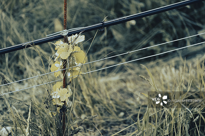 西班牙葡萄园风光图片素材